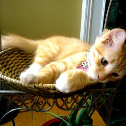 Rajah