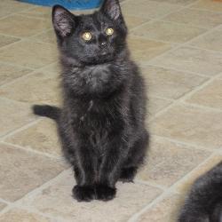 Pico De Gato
