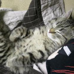 Loki