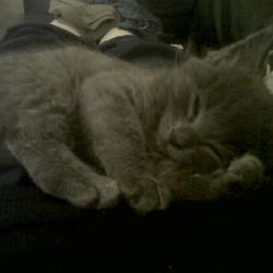 Frankie