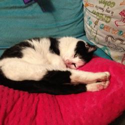 Cooley Moo